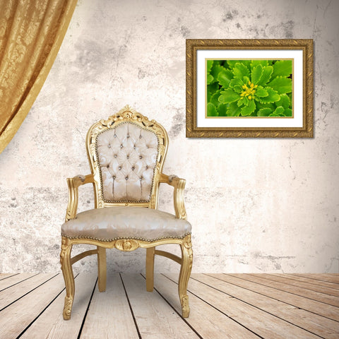 Flowering Stonecrop Gold Ornate Wood Framed Art Print with Double Matting by Engelbrecht, Lisa S.