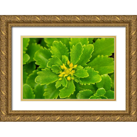 Flowering Stonecrop Gold Ornate Wood Framed Art Print with Double Matting by Engelbrecht, Lisa S.