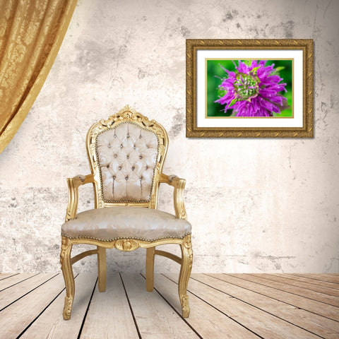 Beebalm Gold Ornate Wood Framed Art Print with Double Matting by Engelbrecht, Lisa S.