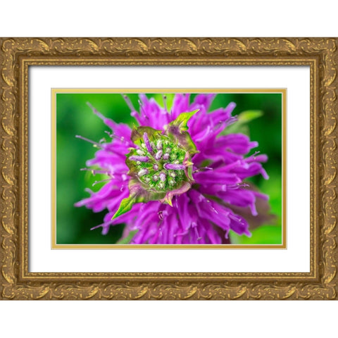Beebalm Gold Ornate Wood Framed Art Print with Double Matting by Engelbrecht, Lisa S.