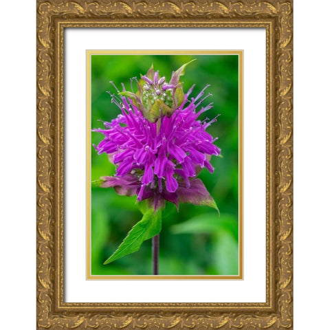 Beebalm Gold Ornate Wood Framed Art Print with Double Matting by Engelbrecht, Lisa S.
