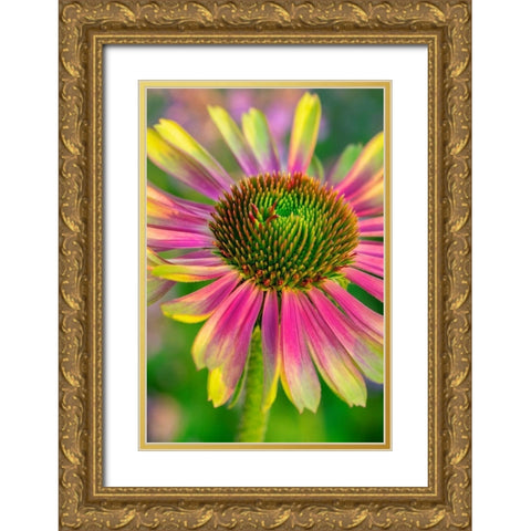 Coneflower Gold Ornate Wood Framed Art Print with Double Matting by Engelbrecht, Lisa S.