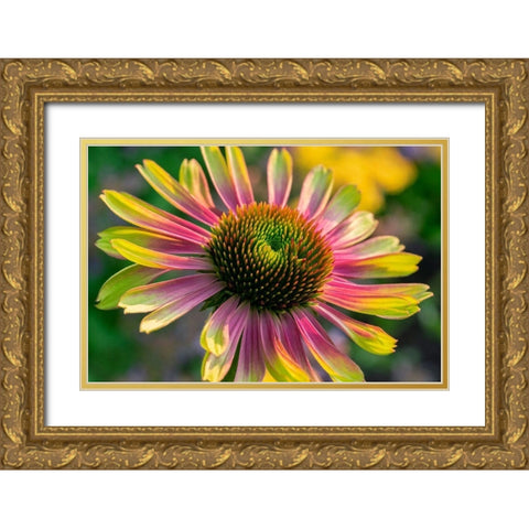 Coneflower Gold Ornate Wood Framed Art Print with Double Matting by Engelbrecht, Lisa S.