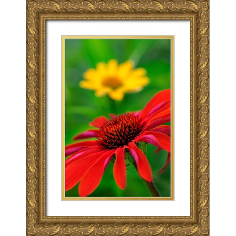 Coneflower Gold Ornate Wood Framed Art Print with Double Matting by Engelbrecht, Lisa S.
