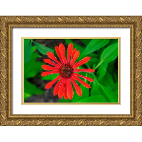 Coneflower Gold Ornate Wood Framed Art Print with Double Matting by Engelbrecht, Lisa S.