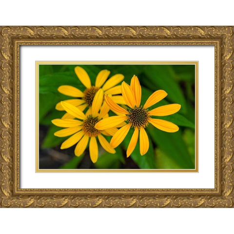 Coneflower Gold Ornate Wood Framed Art Print with Double Matting by Engelbrecht, Lisa S.