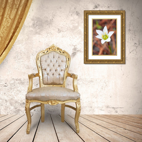 Rain lilies are one of the first flowers to emerge after a forest fire Gold Ornate Wood Framed Art Print with Double Matting by Richardson, Larry