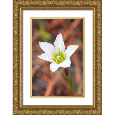 Rain lilies are one of the first flowers to emerge after a forest fire Gold Ornate Wood Framed Art Print with Double Matting by Richardson, Larry