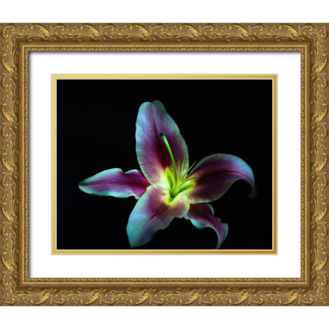 A Stargazer Lily against black background-light painted Gold Ornate Wood Framed Art Print with Double Matting by Haddad, Sheila