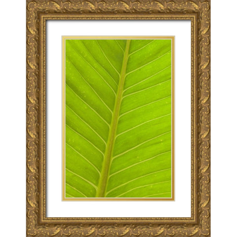 Close-up of veins in a green leaf Gold Ornate Wood Framed Art Print with Double Matting by Haseltine, Tom