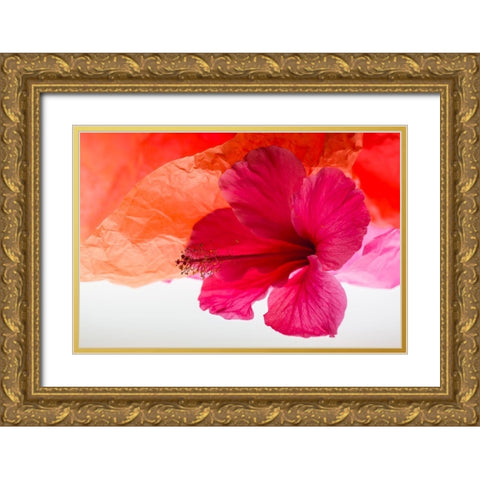 Hibiscus Flower and Tissue Paper with Light Gold Ornate Wood Framed Art Print with Double Matting by Beraldo, Zandina Muench