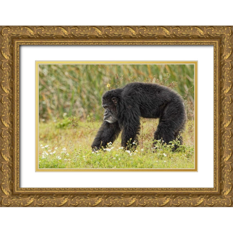 Adult male Chimpanzee-Pan troglodytes Gold Ornate Wood Framed Art Print with Double Matting by Jones, Adam