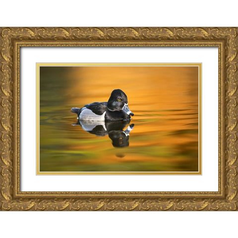 Ring-necked duck Gold Ornate Wood Framed Art Print with Double Matting by Jones, Adam