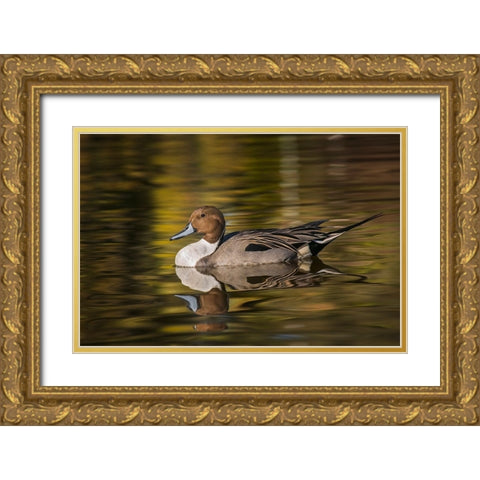 Pintail duck Gold Ornate Wood Framed Art Print with Double Matting by Jones, Adam
