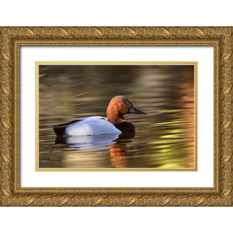 Canvasback duck Gold Ornate Wood Framed Art Print with Double Matting by Jones, Adam