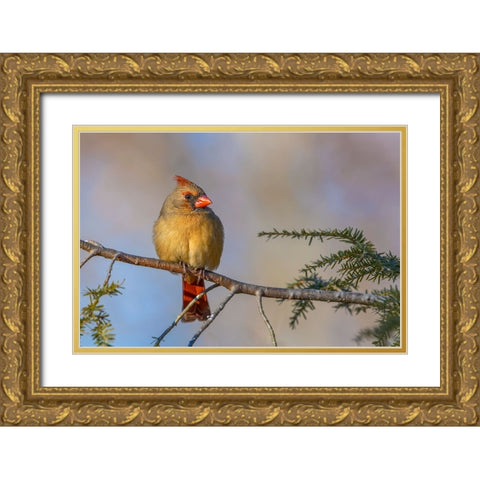 Female northern cardinal in winter Gold Ornate Wood Framed Art Print with Double Matting by Jones, Adam