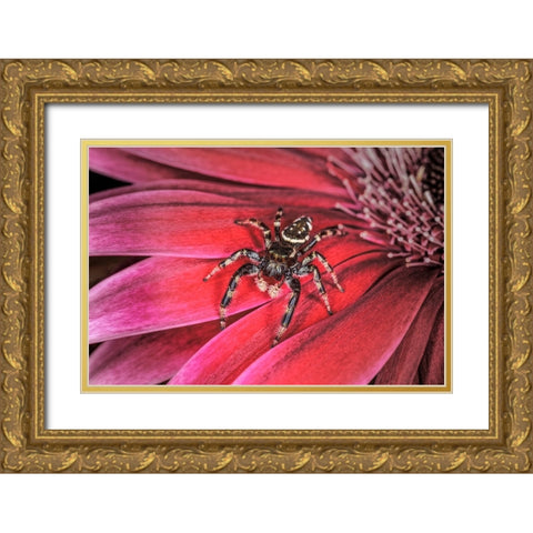 Bold Jumping spider Gold Ornate Wood Framed Art Print with Double Matting by Jones, Adam