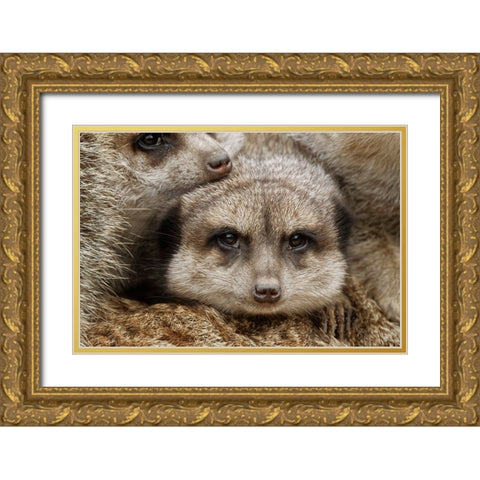 Meerkat family sleeping together Gold Ornate Wood Framed Art Print with Double Matting by Jones, Adam