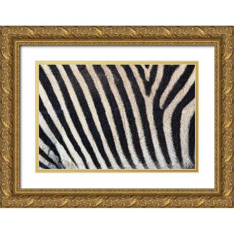 Burchells zebra pattern of black and white stripes Gold Ornate Wood Framed Art Print with Double Matting by Jones, Adam