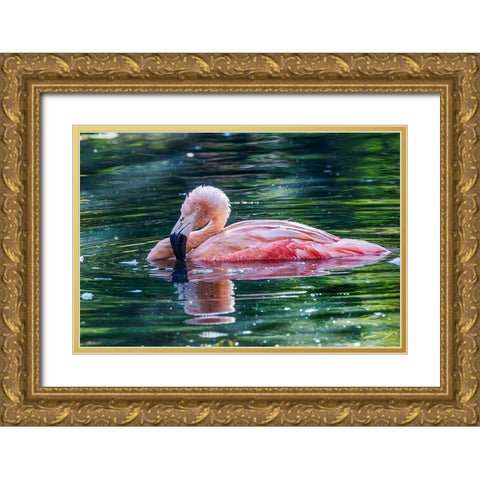 Chilean flamingo swimming Gold Ornate Wood Framed Art Print with Double Matting by Jones, Adam