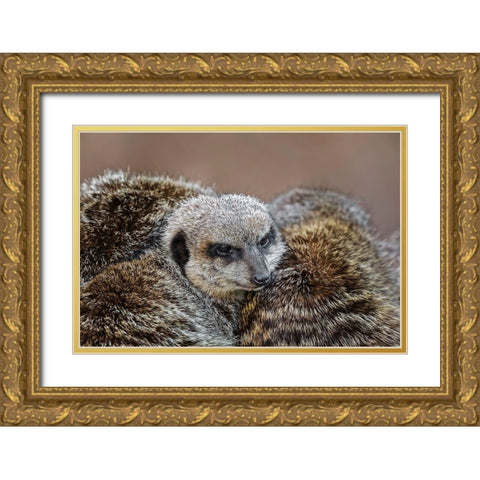 Meerkat family sleeping together Gold Ornate Wood Framed Art Print with Double Matting by Jones, Adam