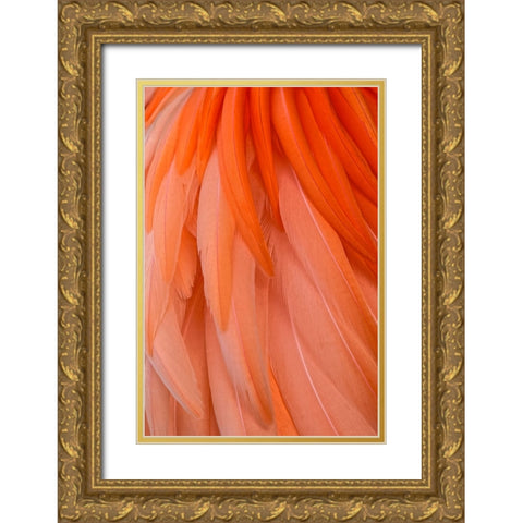 Pattern in pink American flamingo feathers Gold Ornate Wood Framed Art Print with Double Matting by Jones, Adam