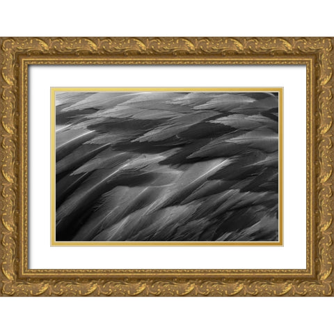 Black and white of pattern in American flamingo feathers Gold Ornate Wood Framed Art Print with Double Matting by Jones, Adam
