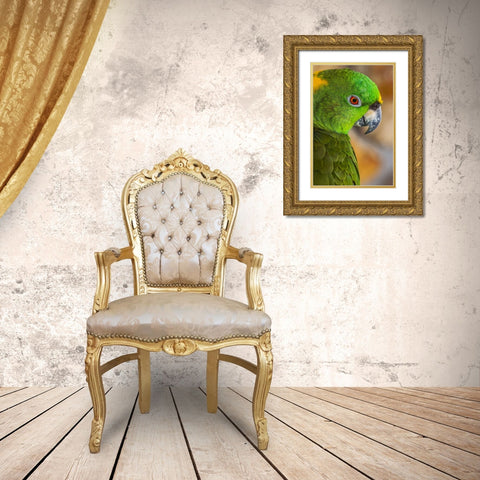 Yellow-napped Amazon parrot portrait Gold Ornate Wood Framed Art Print with Double Matting by Jones, Adam