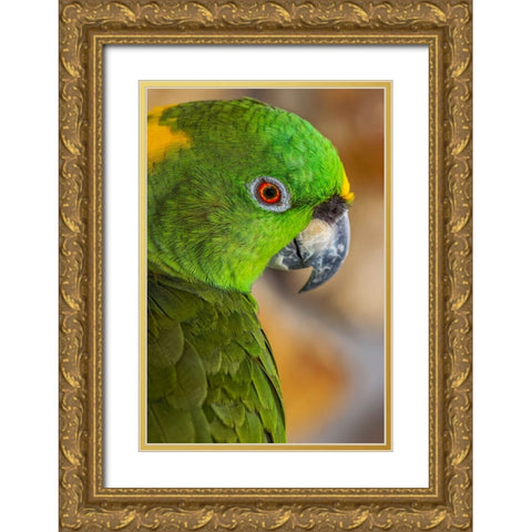 Yellow-napped Amazon parrot portrait Gold Ornate Wood Framed Art Print with Double Matting by Jones, Adam