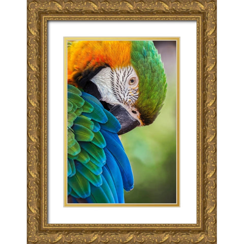 Blue and gold macaw Gold Ornate Wood Framed Art Print with Double Matting by Jones, Adam