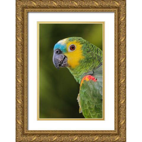Blue fronted Amazon parrot-native to South America Gold Ornate Wood Framed Art Print with Double Matting by Jones, Adam
