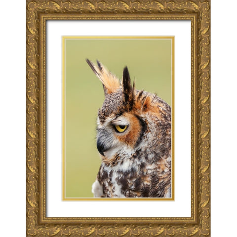 Great horned owl portrait Gold Ornate Wood Framed Art Print with Double Matting by Jones, Adam