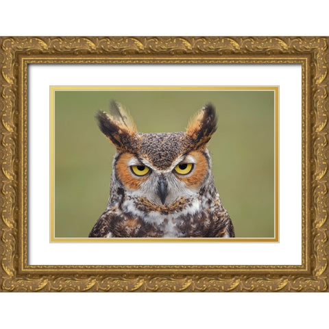 Great horned owl portrait Gold Ornate Wood Framed Art Print with Double Matting by Jones, Adam