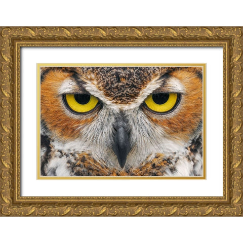 Close-up of Great horned owl Gold Ornate Wood Framed Art Print with Double Matting by Jones, Adam