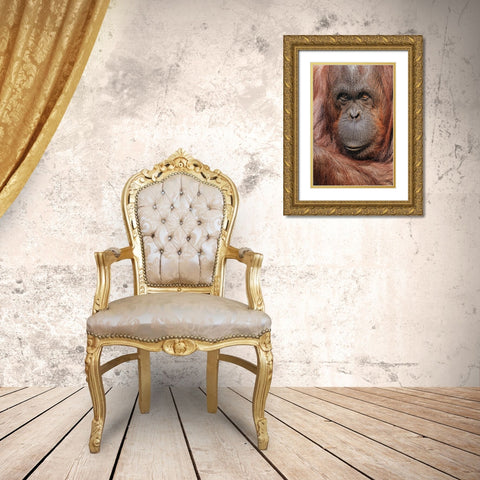 Orangutan-Pongo-native to Borneo and Sumatra Gold Ornate Wood Framed Art Print with Double Matting by Jones, Adam