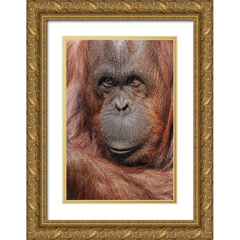 Orangutan-Pongo-native to Borneo and Sumatra Gold Ornate Wood Framed Art Print with Double Matting by Jones, Adam