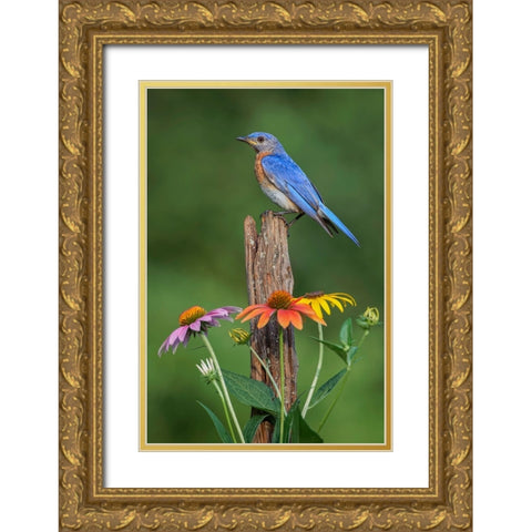 Male Eastern bluebird on old fence post with cone flowers Gold Ornate Wood Framed Art Print with Double Matting by Jones, Adam