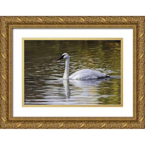 Swan swimming in autumn colored water Gold Ornate Wood Framed Art Print with Double Matting by Jones, Adam