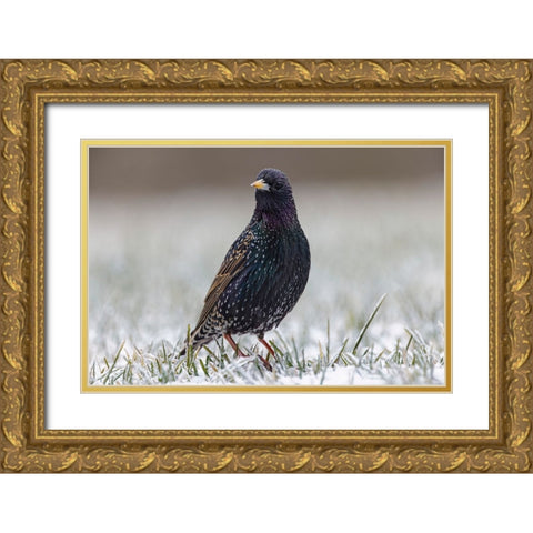Common starling Gold Ornate Wood Framed Art Print with Double Matting by Jones, Adam