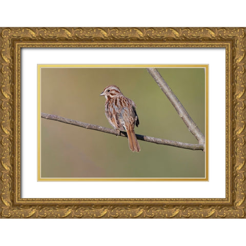 Song sparrow Gold Ornate Wood Framed Art Print with Double Matting by Jones, Adam