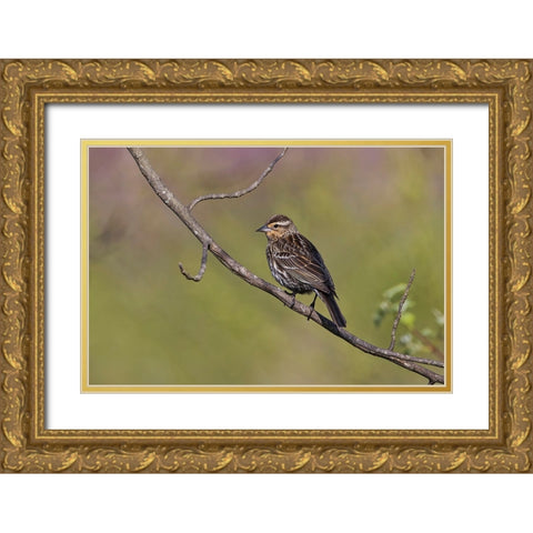 Song sparrow Gold Ornate Wood Framed Art Print with Double Matting by Jones, Adam