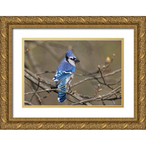 Blue jay Gold Ornate Wood Framed Art Print with Double Matting by Jones, Adam