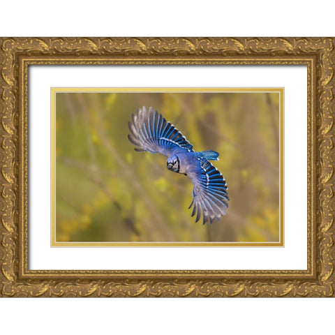 Blue jay flying Gold Ornate Wood Framed Art Print with Double Matting by Jones, Adam