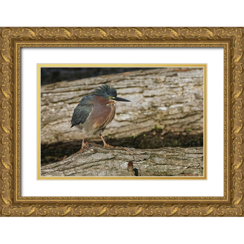 Green heron Gold Ornate Wood Framed Art Print with Double Matting by Jones, Adam