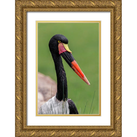 Female Saddle-billed stork Gold Ornate Wood Framed Art Print with Double Matting by Jones, Adam