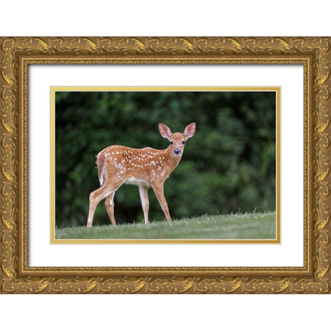 Very young white-tailed deer fawn Gold Ornate Wood Framed Art Print with Double Matting by Jones, Adam