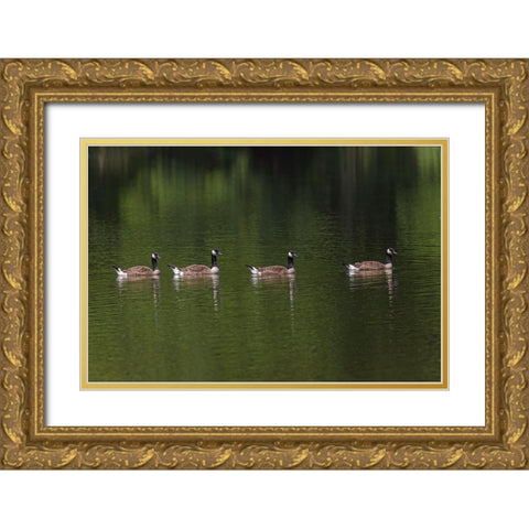 Canada geese swimming together Gold Ornate Wood Framed Art Print with Double Matting by Jones, Adam
