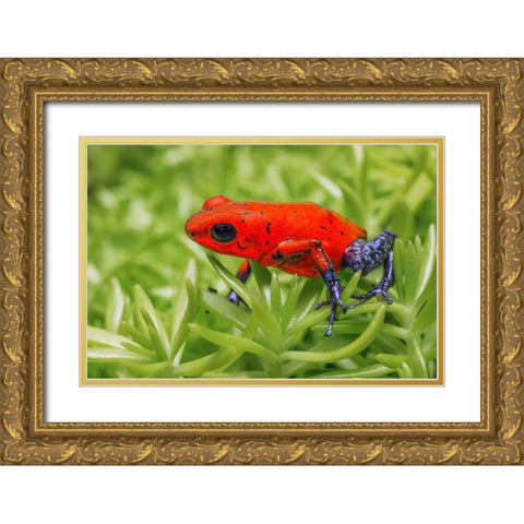 Blue-jeans frog-Strawberry poison dart frog Gold Ornate Wood Framed Art Print with Double Matting by Jones, Adam
