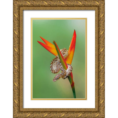 Ball python Gold Ornate Wood Framed Art Print with Double Matting by Jones, Adam
