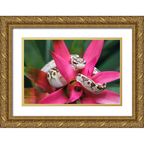 Ball python Gold Ornate Wood Framed Art Print with Double Matting by Jones, Adam